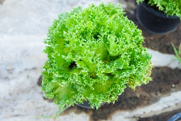 Vegetales ecológicos, ensaladas y hortalizas de hoja verde.