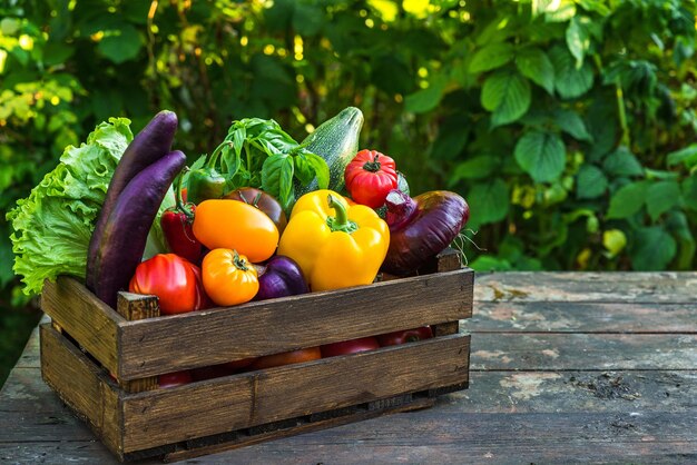 Vegetales frescos cosechados pimienta tomates repollo berenjena ensalada cebolla y albahaca en caja de madera