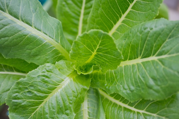 vegetales frescos, plantas, hoja verde