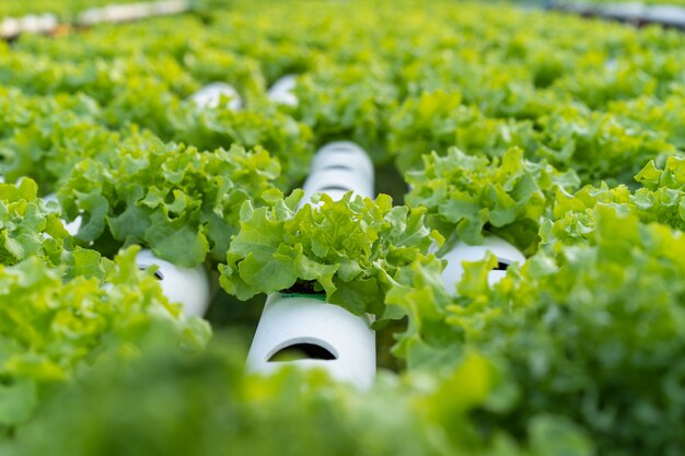 Vegetales hidropónicos de roble verde