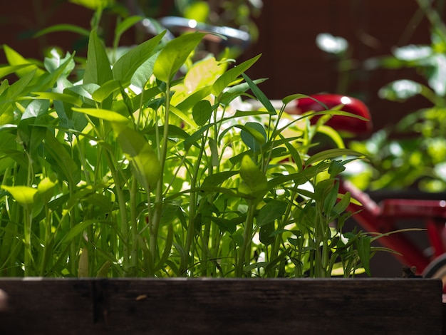 Vegetales libres de químicos.Planta de cocina Diy.Verduras de brotes jóvenes.