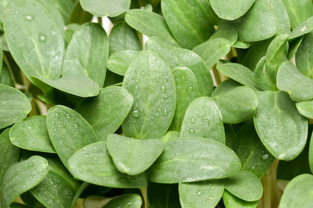 Vegetales de microvegetales de brotes frescos