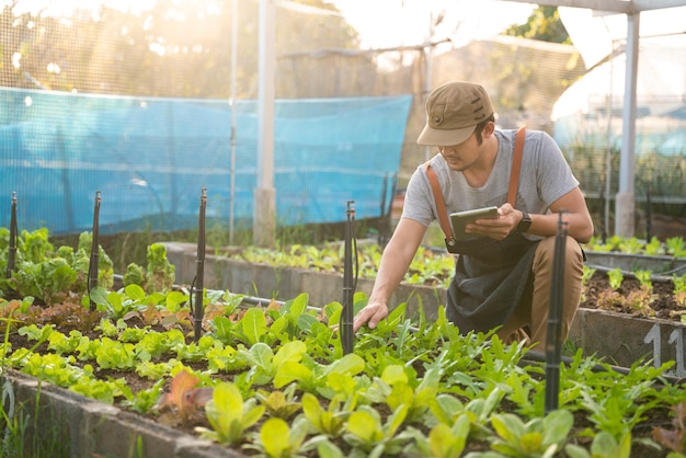 Vegetales orgánicos. Un agricultor que sostiene verduras cosechadas en un invernadero orgánico.