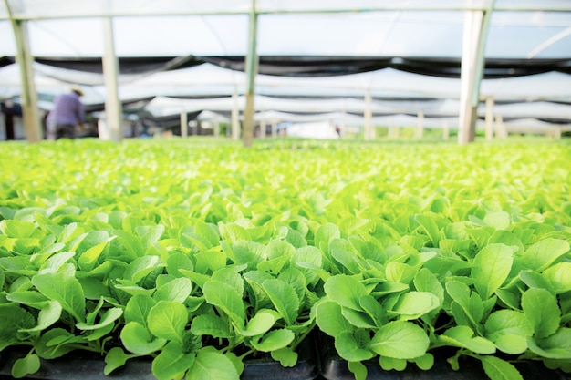 Los vegetales orgánicos están creciendo con la luz del sol en la granja.