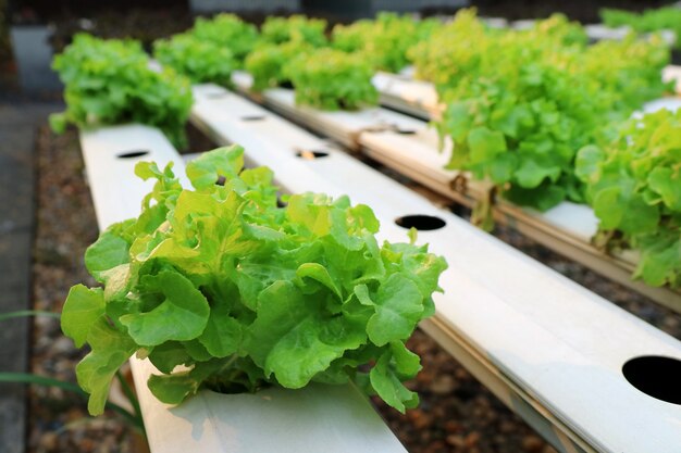 Vegetales orgánicos frescos en cultivo hidropónico, sin huerto