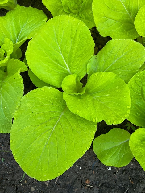 Vegetales orgánicos frescos que crecen en la granja