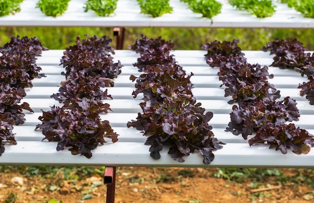 Foto vegetales orgánicos en la granja