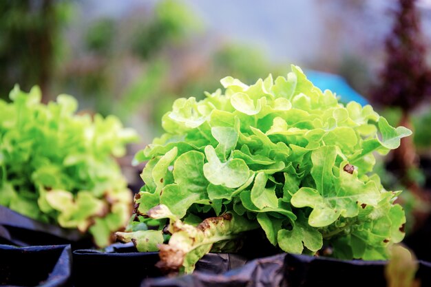 Vegetales orgánicos en macetas en la granja