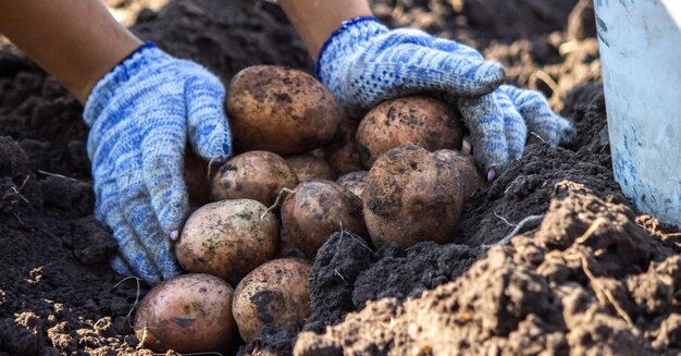 Vegetales orgánicos. Manos de granjeros con verduras recién recogidas. Patatas bio frescas.