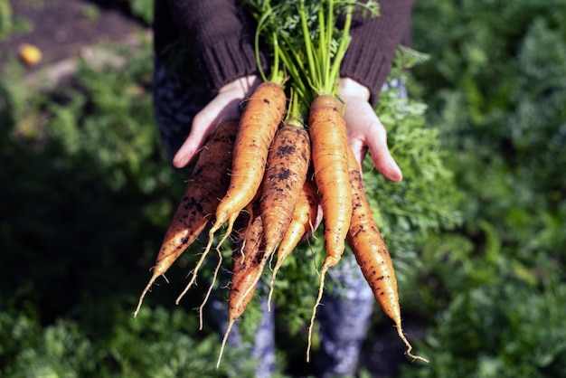 Vegetales orgánicos. Zanahorias frescas sin lavar en manos de granjeras. Cosechando zanahorias