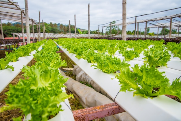 Vegetales orgánicos