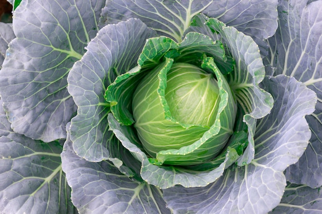 vegetales de repollo en fresco en el jardín