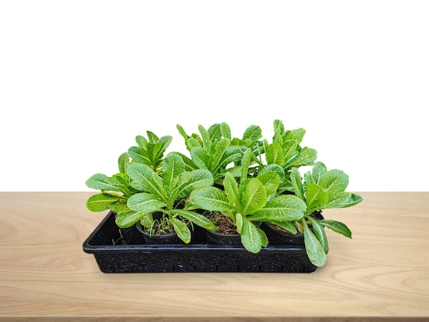 Foto vegetales verdes cultivados en el huerto ecológico en una mesa de madera