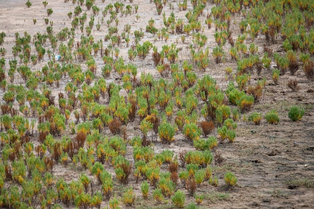 Foto vegetation am flussufer im offenen gelände