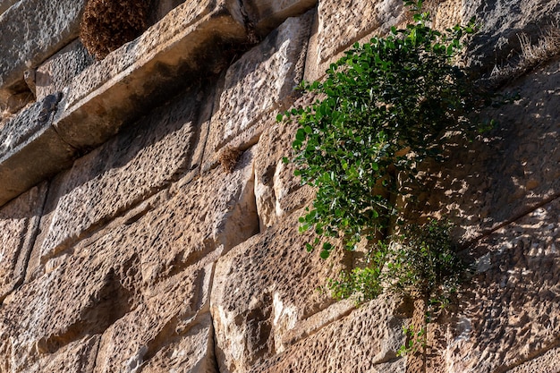 Vegetation auf den Ruinen der Amphitheaterwände in der antiken Stadt Myra, Türkei