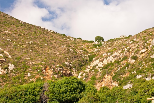 Vegetation auf einem griechischen Hügel, Kefalonia