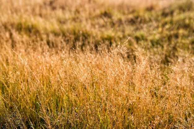 Vegetation des isländischen Konzepts. Trockene Ährchen sonnigen Herbsttag hautnah. Vegetationsvielfalt. Pflanzen widerstehen klimatischen Bedingungen. Ährchen wachsen im Feld. Vegetation von Feld oder Tal.