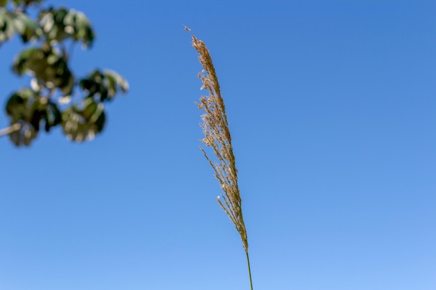 Vegetation im Wind Blauer Himmel