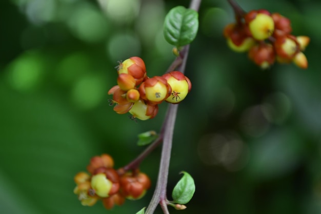 Vegetation