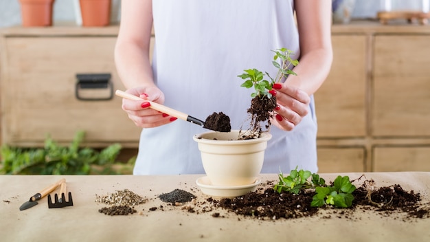 Vegetative Pflanzenreproduktion. Naturschutzkonzept. Frau beschäftigt sich mit der Vermehrung, die neue Pflanze produziert.