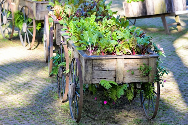 Vehículo de verduras