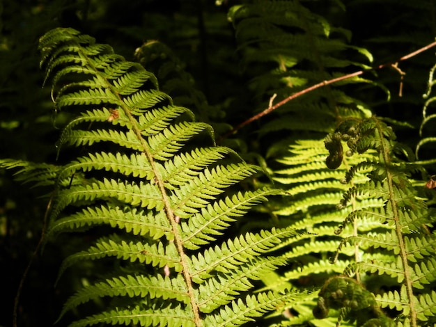 Foto veia de folhas em cherbourg-octeville