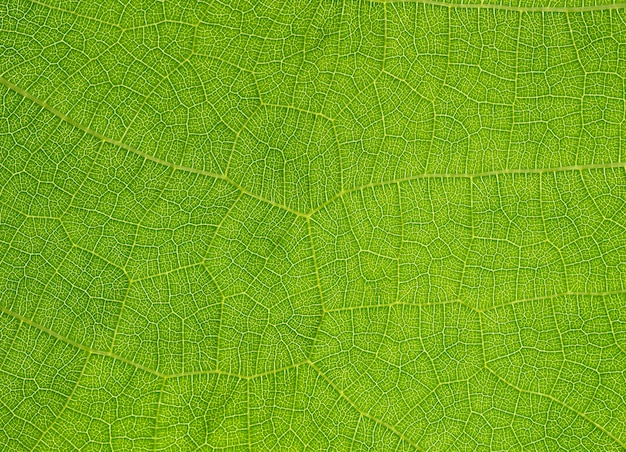 Veias em uma folha contra a luz, textura