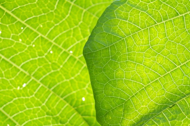 Veias macro da folha