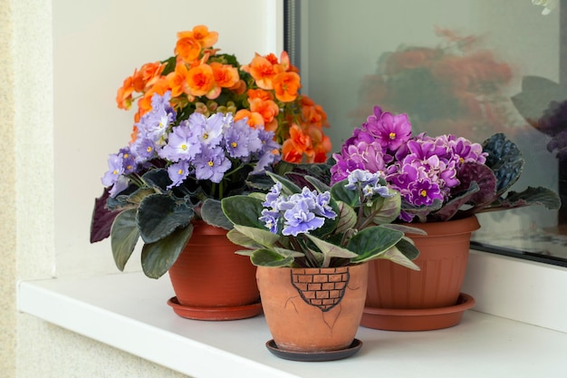 Veilchen und Begonien in Töpfen auf dem Balkon Hausblumen Gewächshaus blühender Balkon