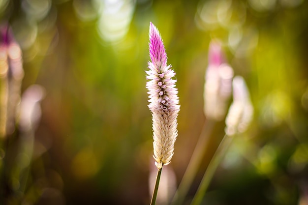 Veilchenblume des Grases, wilde Blumen des Kunstfrühlings im Sonnenlichthintergrund