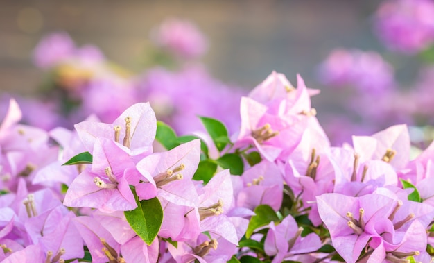 Veilchenblumenstrauß, Bouganvilla.