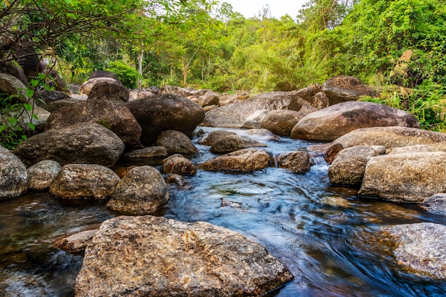 Veja a árvore do rio da água na floresta