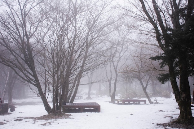 Veja a paisagem e a neve caindo no jardim no vulcão Hanla Mountain ou no Monte Halla no Parque Nacional Hallasan para coreanos e viajantes estrangeiros visitam a ilha de Jeju em Jeju na Coreia do Sul