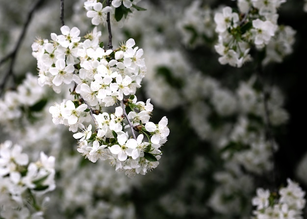 Foto veja detalhes de lindas flores na natureza