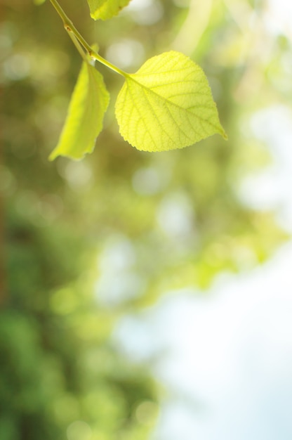 Foto veja o borrão verde da folha e do fundo para no uso. há luz solar natural durante o pôr do sol.