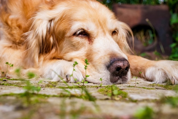 Veja o Golden Retriever deitado no chão