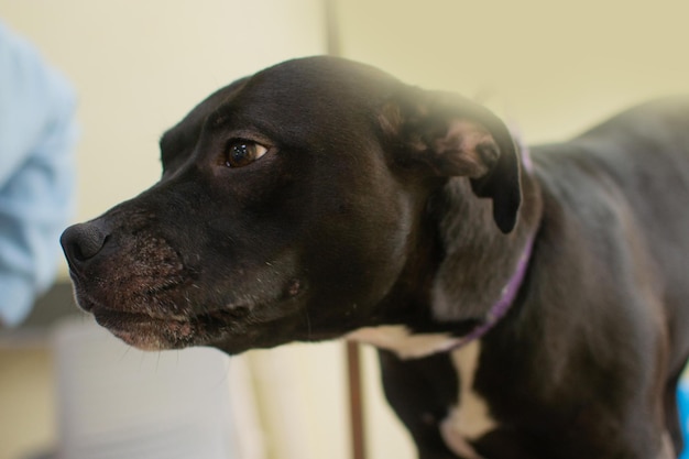 Veja o sério cachorro pit bull preto deitado no chão no salão de beleza e esperando os procedimentos Cuidados com o conceito de animais de estimação foto de stock