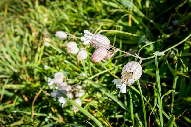 Vejiga Campion flor Silene Vulgaris acercamiento en Haute Savoie France