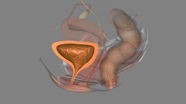 Foto la vejiga urinaria es un depósito temporal de almacenamiento de orina que se encuentra en la cavidad pélvica