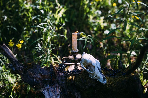 Vela acesa e scull velho em floresta encantada conceito esotérico oculto