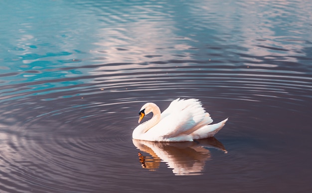 Foto velas de cisne blanco en el lago. gran pájaro. cisne: símbolo de lealtad y amor.