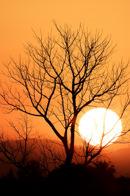 Velha árvore morta isolada no céu dramático colorido com nuvens ao pôr do sol