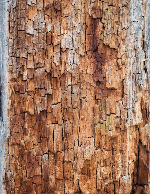 velha árvore podre na floresta de outono.