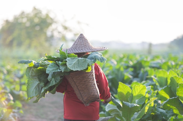 Velha colhendo folhas de tabaco na época da colheita Agricultores coletando folhas de tabaco Agricultores estão plantando tabaco nos campos de tabaco cultivados na Tailândia