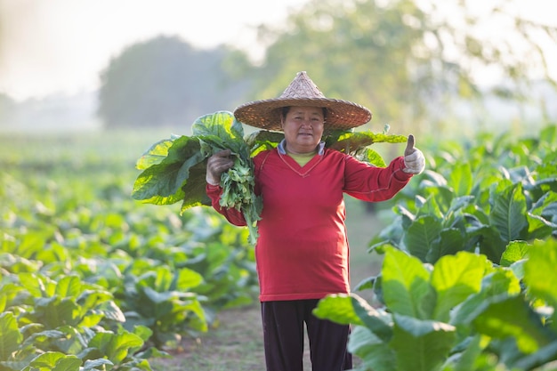 Velha colhendo folhas de tabaco na época da colheita Agricultores coletando folhas de tabaco Agricultores estão plantando tabaco nos campos de tabaco cultivados na Tailândia