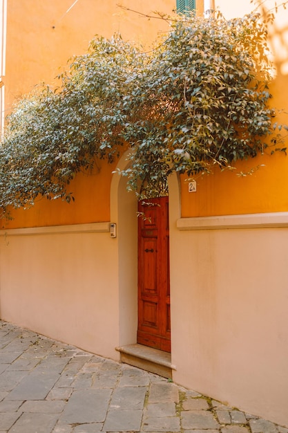 Velha e linda porta de madeira em pisa itália planta de vime verde adorna uma porta de madeira foto de alta qualidade