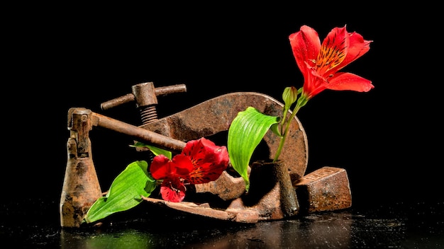 Velha ferramenta de metal enferrujado e flor vermelha em um fundo preto