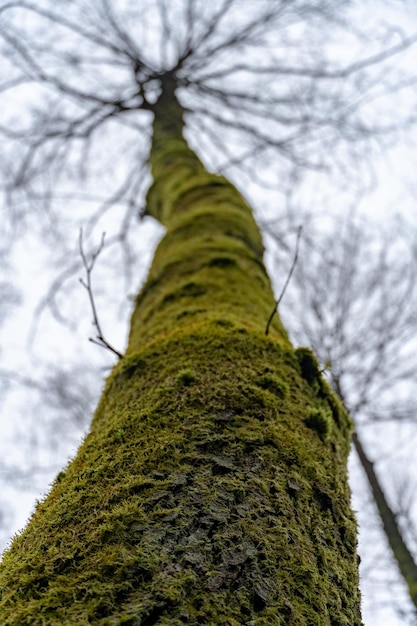 Velha grande árvore na floresta Vista de baixo O tronco da árvore está coberto de musgo