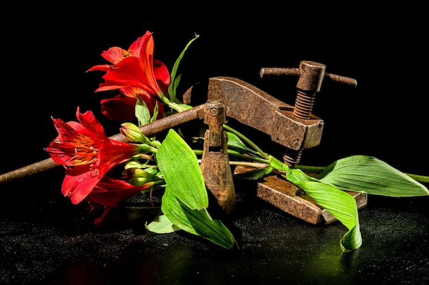 Foto velha pinça de metal enferrujado e flor em um fundo preto