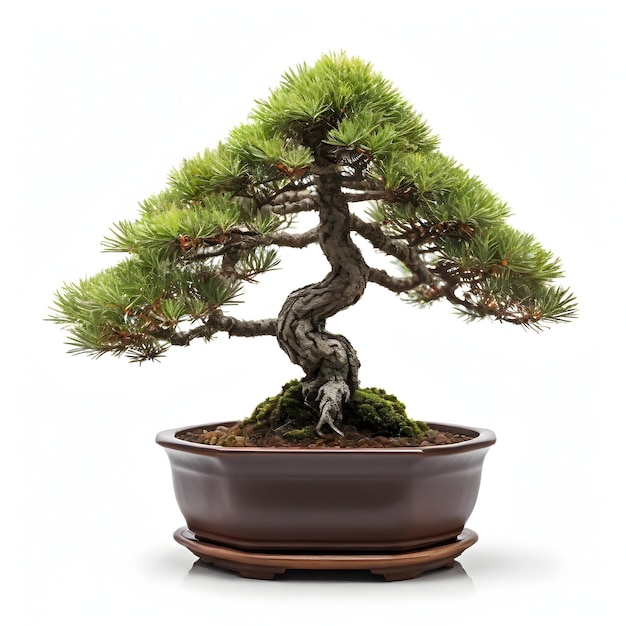 Velha planta de bonsai de pinheiro em pote